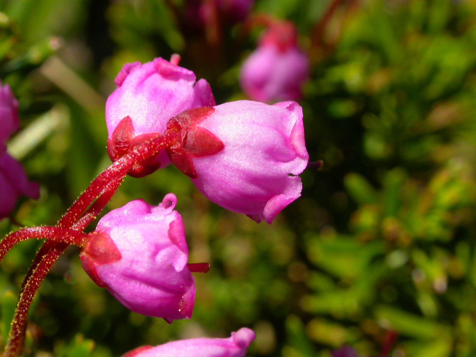 Image of pink mountainheath