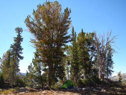 Image of whitebark pine