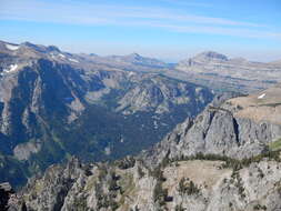 Image of whitebark pine