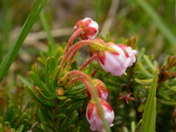 Image of pink mountainheath