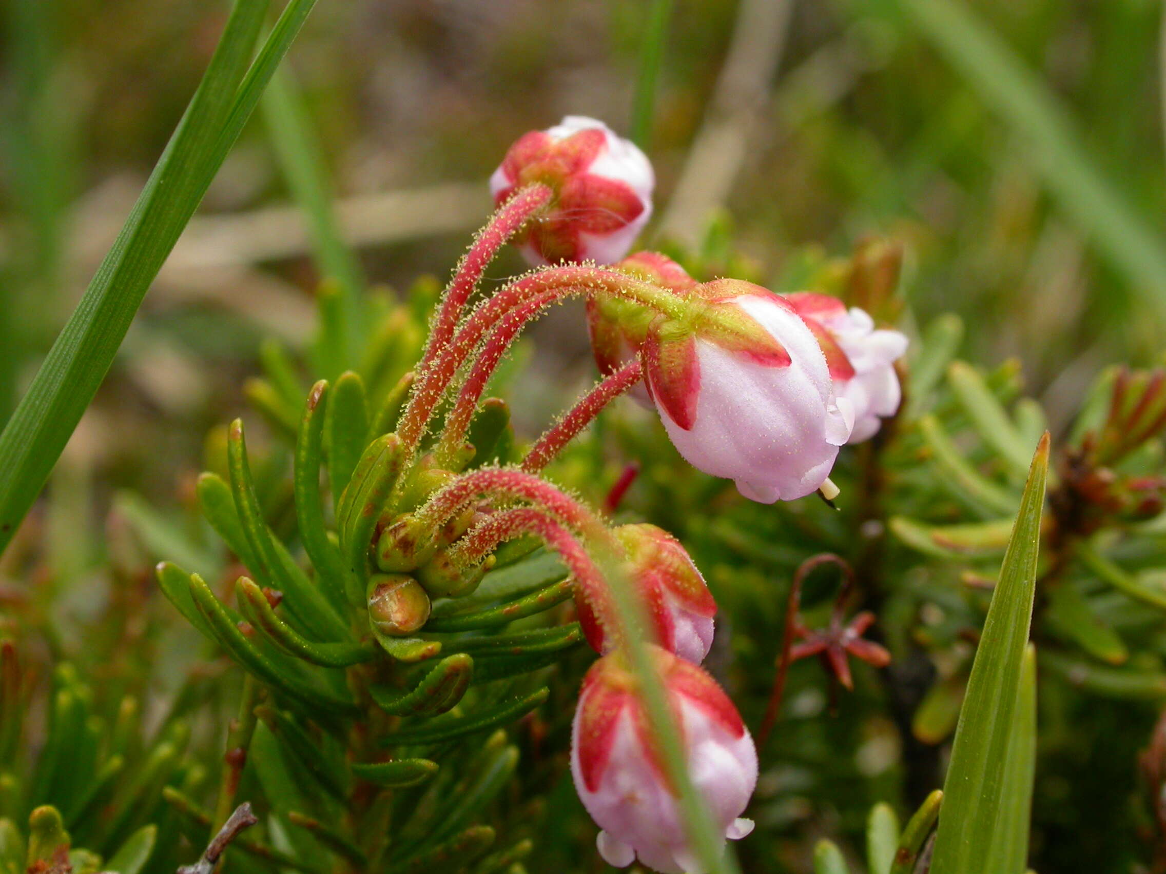 Image of pink mountainheath