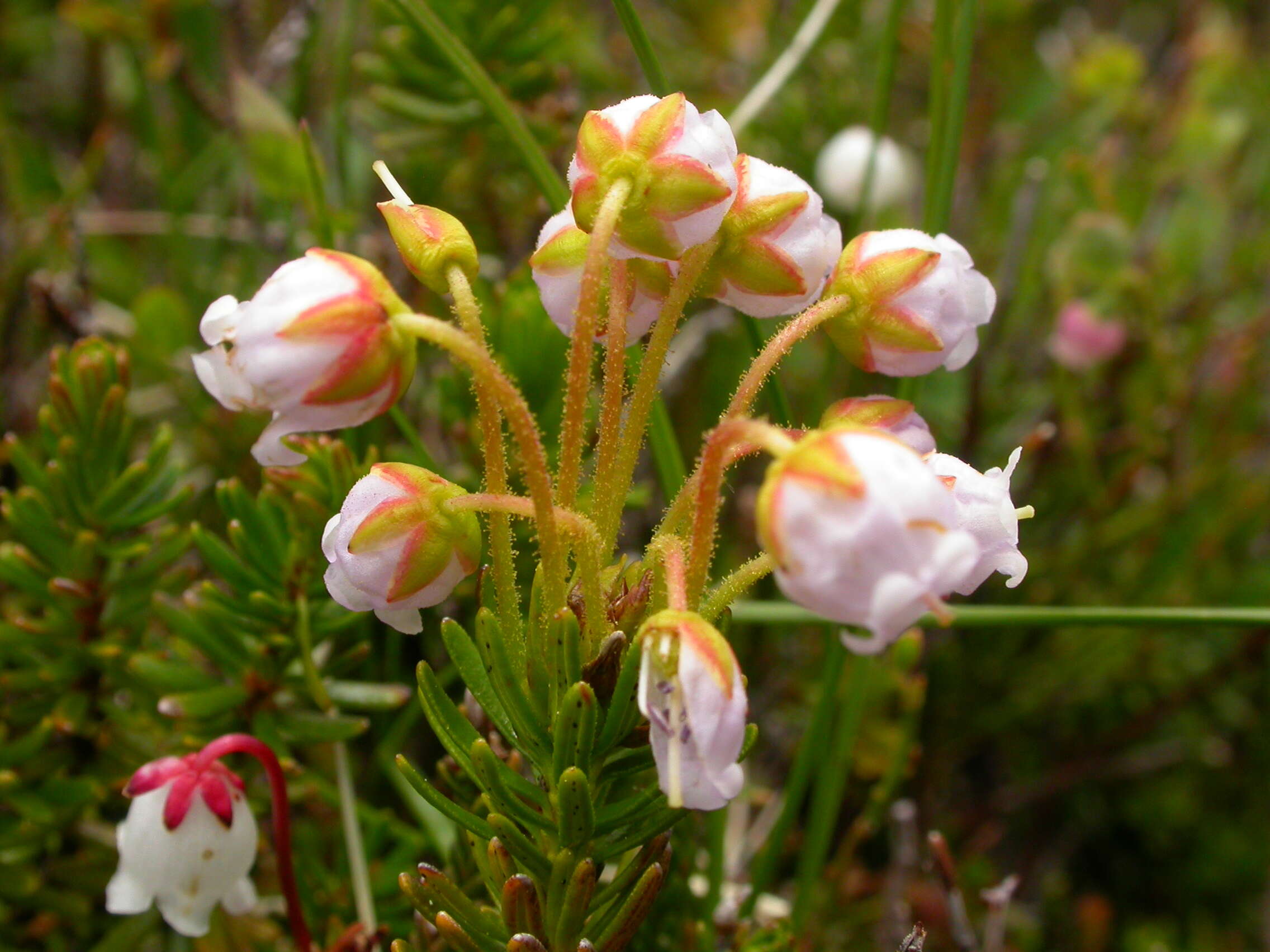 Image of pink mountainheath