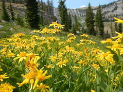 Image of spearleaf arnica