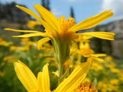 Image of spearleaf arnica