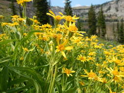 Image of spearleaf arnica