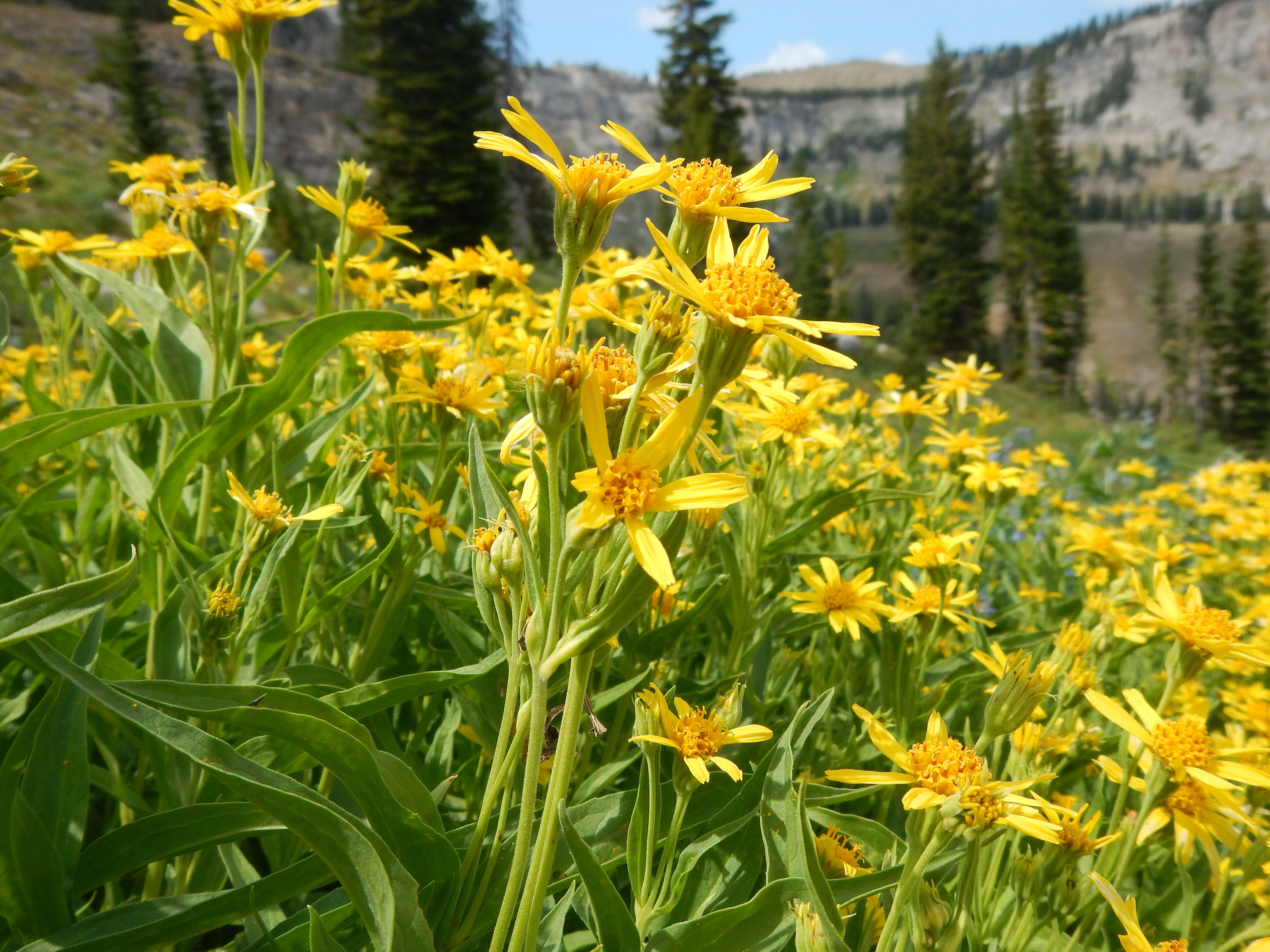 Image of spearleaf arnica