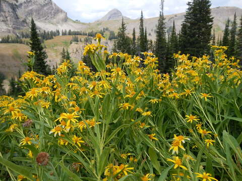 Image of spearleaf arnica