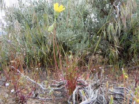 Image of smooth desertdandelion