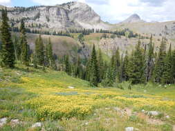 Image of spearleaf arnica