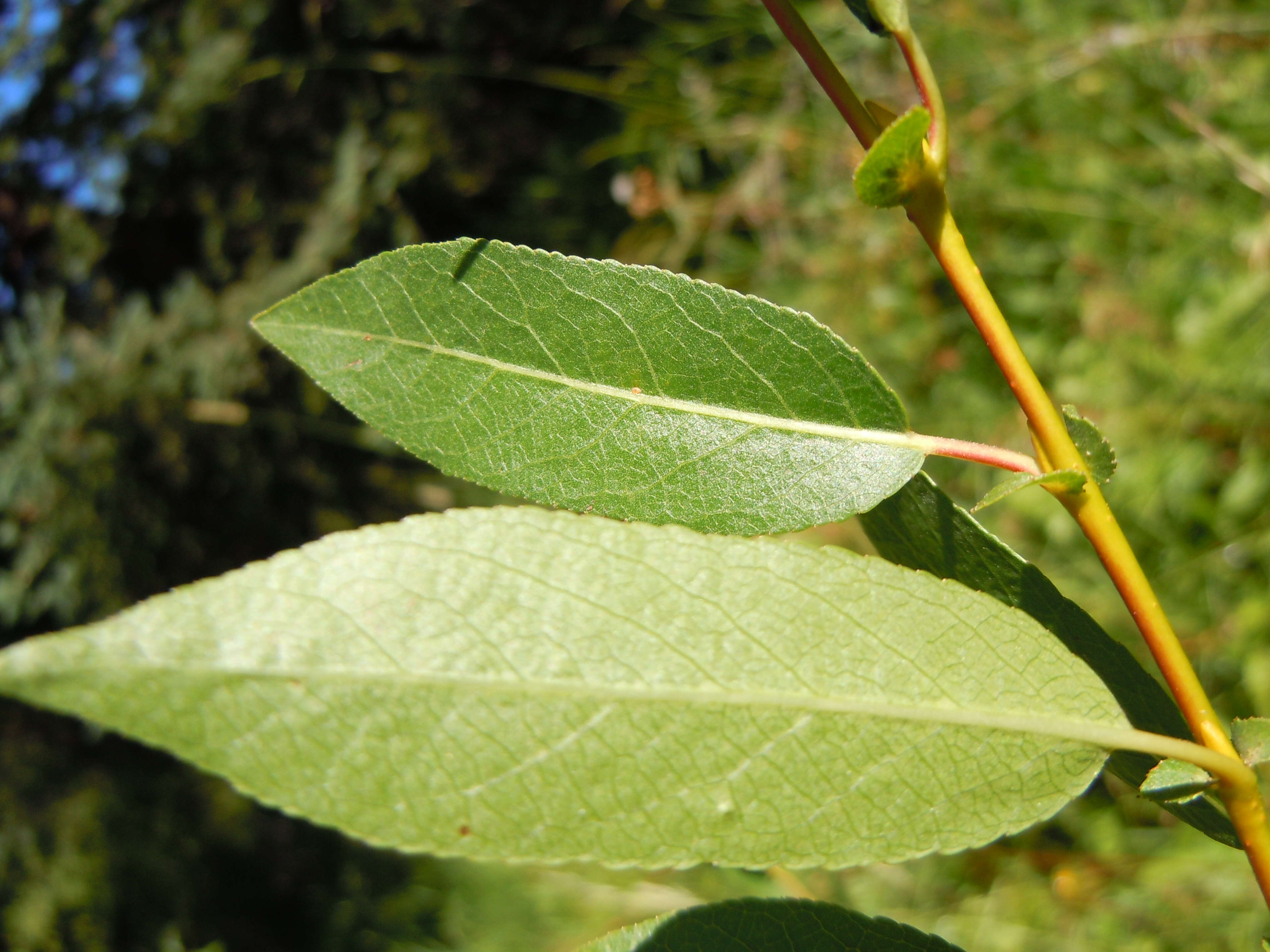 Salix boothii Dorn resmi