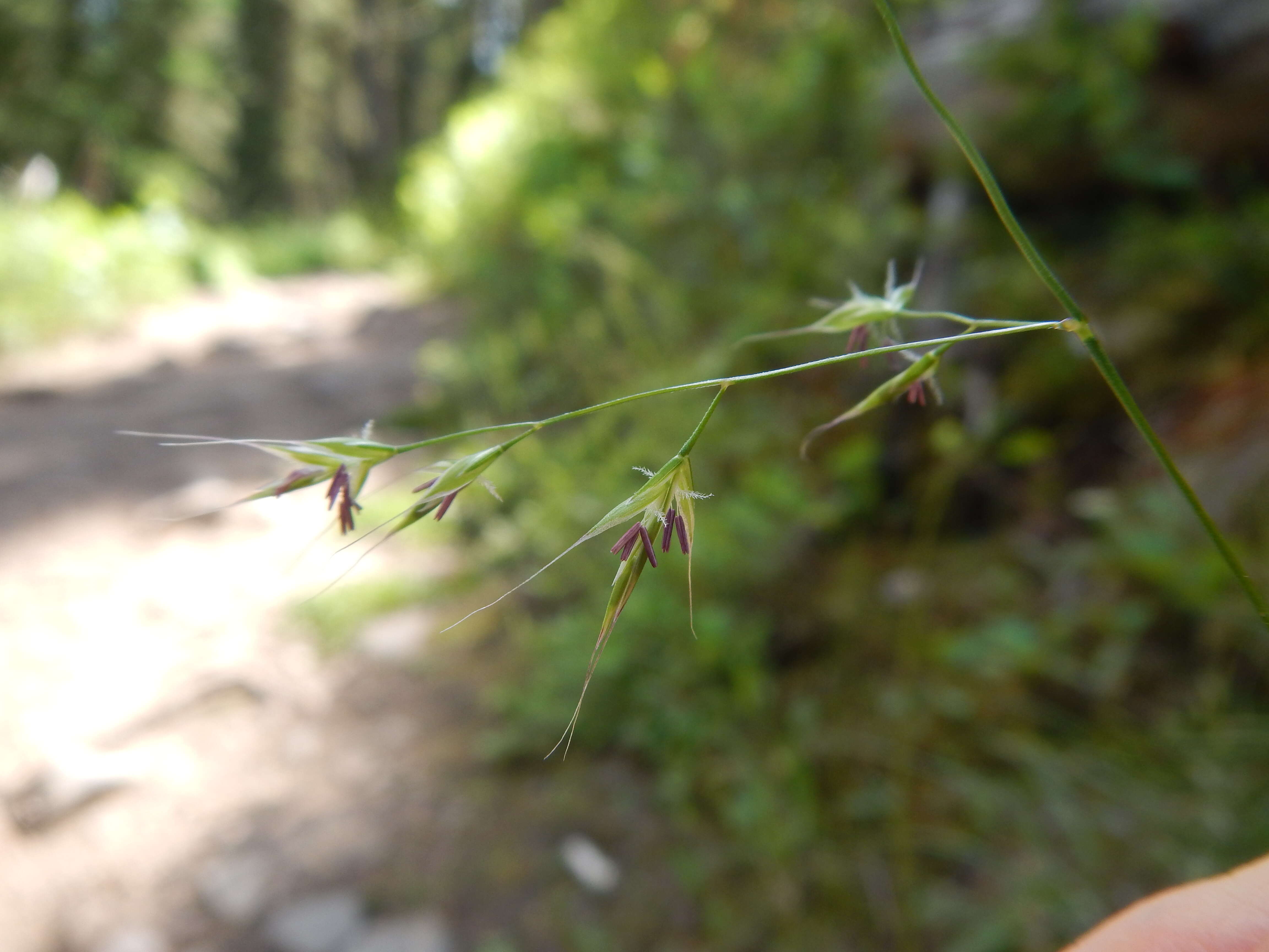 Image of bearded fescue