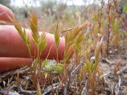 Image of Pullout Grass