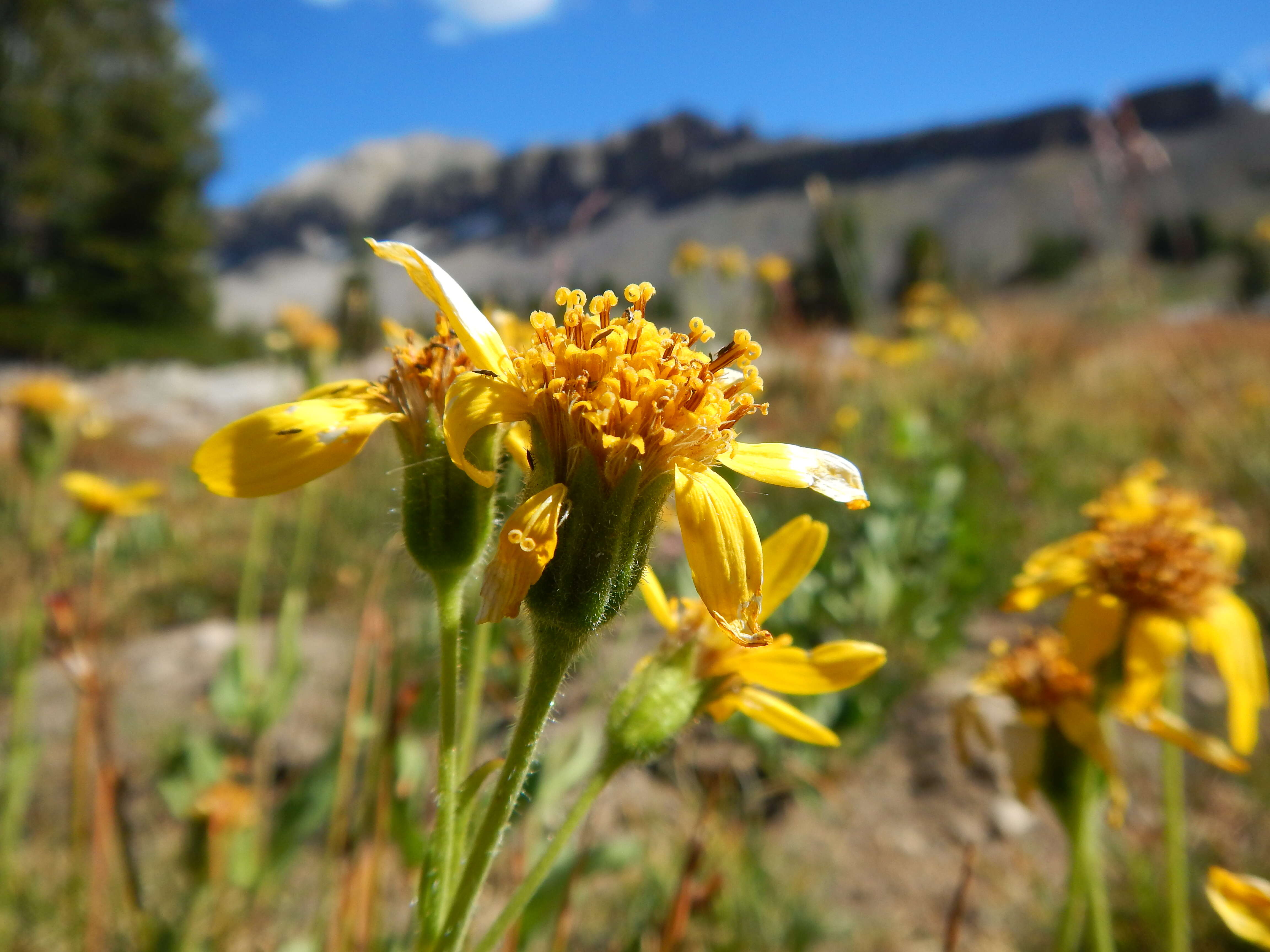 Image of hairy arnica