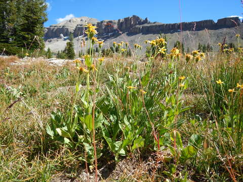 Image of hairy arnica