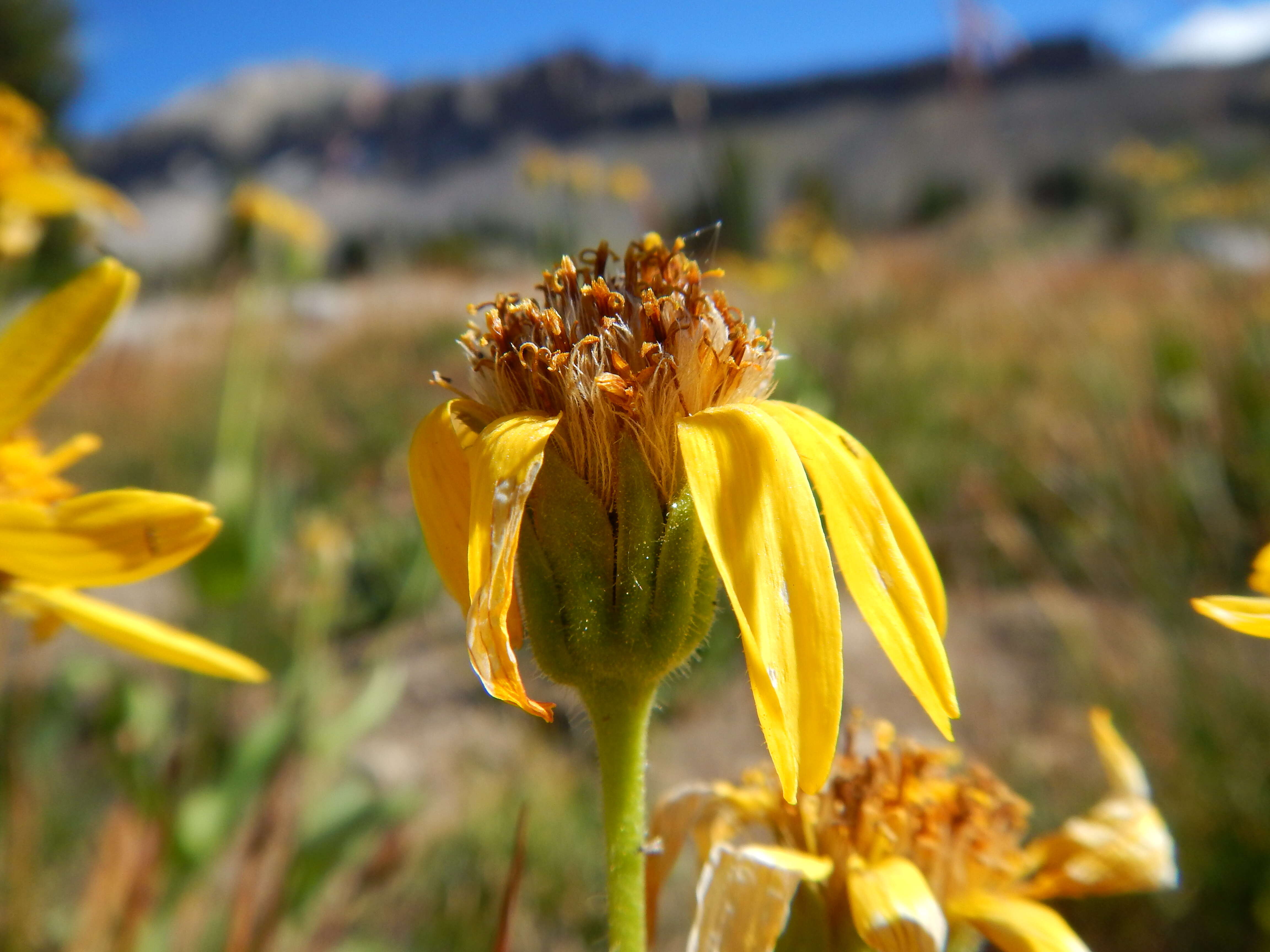 Image of hairy arnica