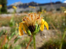 Image of hairy arnica