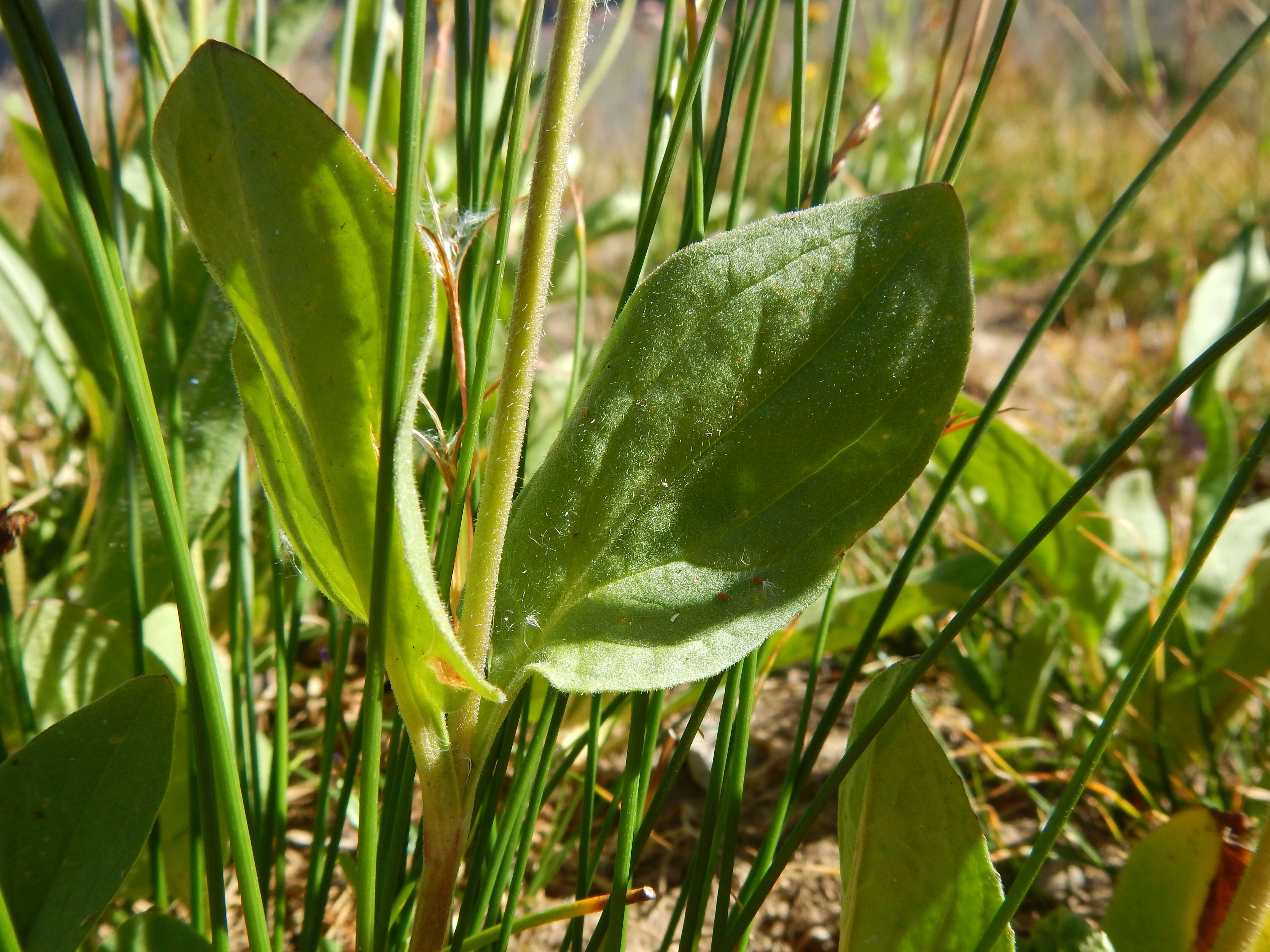 Image of hairy arnica