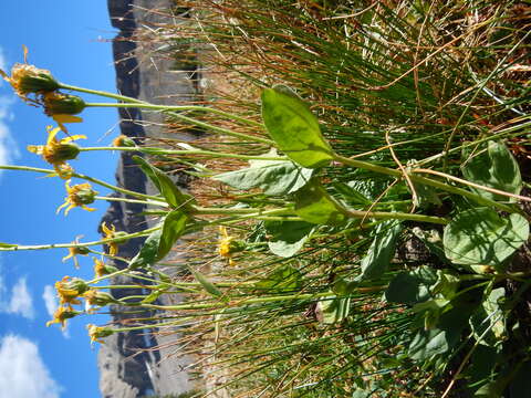 Image of hairy arnica