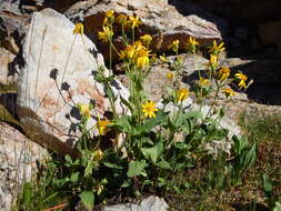 Image of hairy arnica