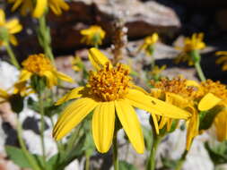 Image of hairy arnica