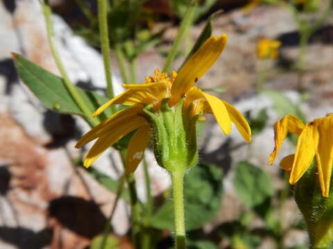 Image of hairy arnica