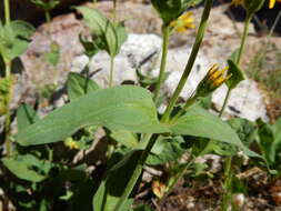 Image of hairy arnica