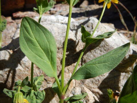 Image of hairy arnica