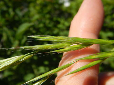 Image of Alaska oniongrass