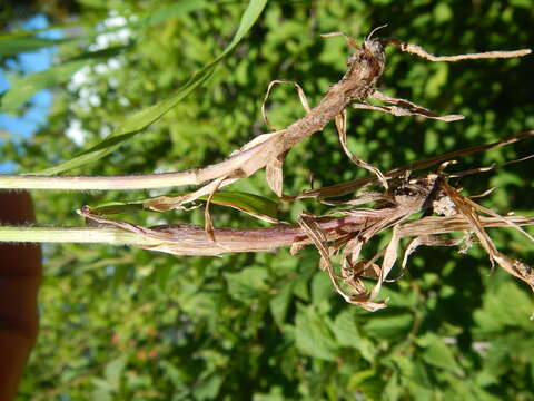 Image of Alaska oniongrass