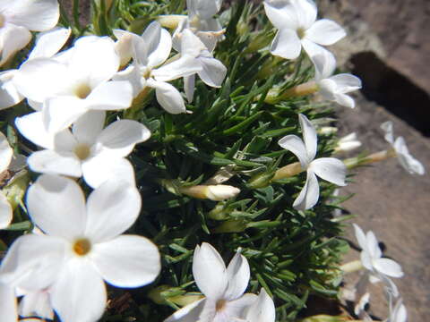 Image of cushion phlox