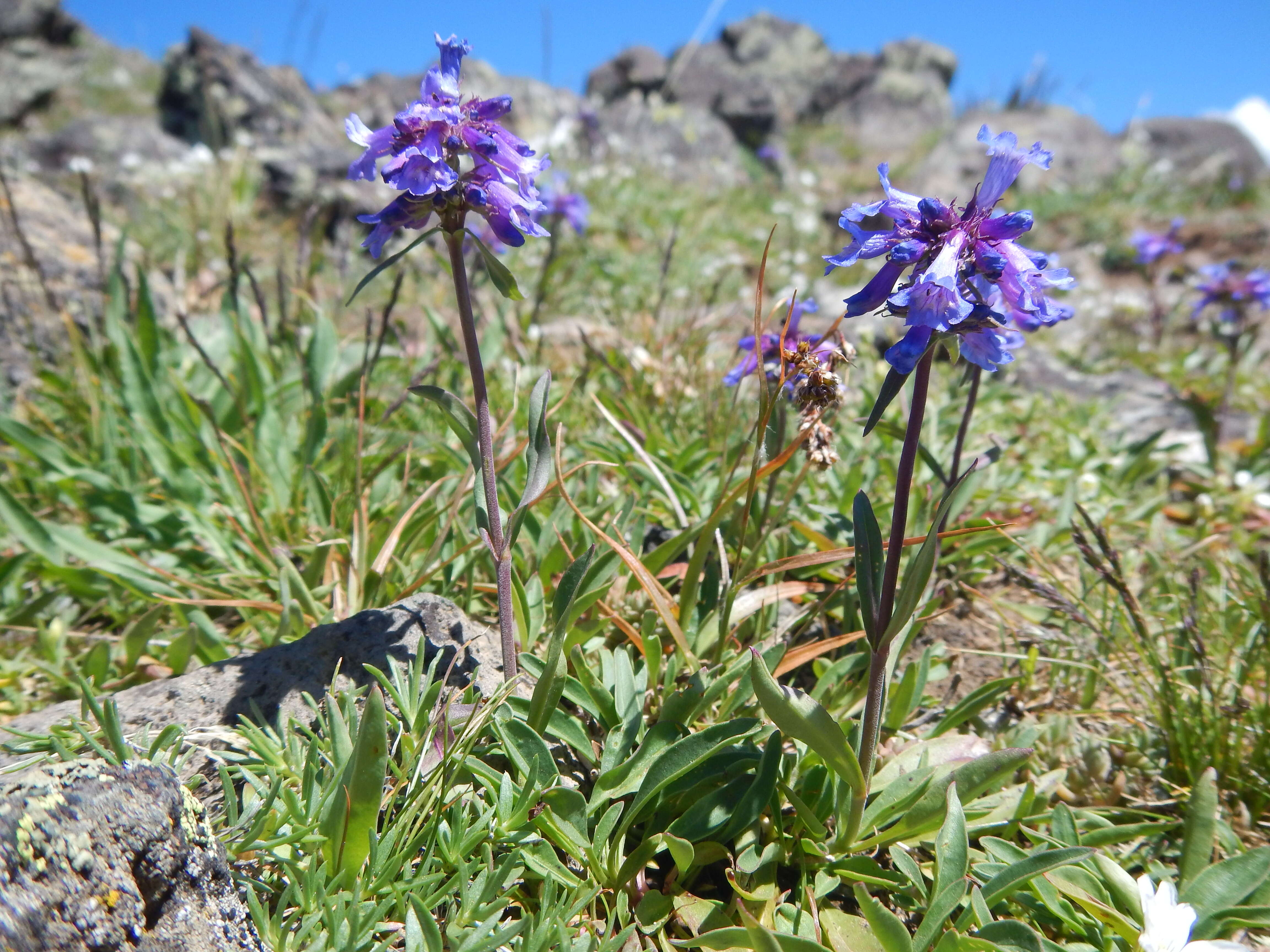 Image of littleflower penstemon