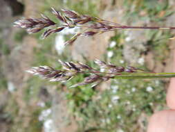 Image de Poa fendleriana (Steud.) Vasey