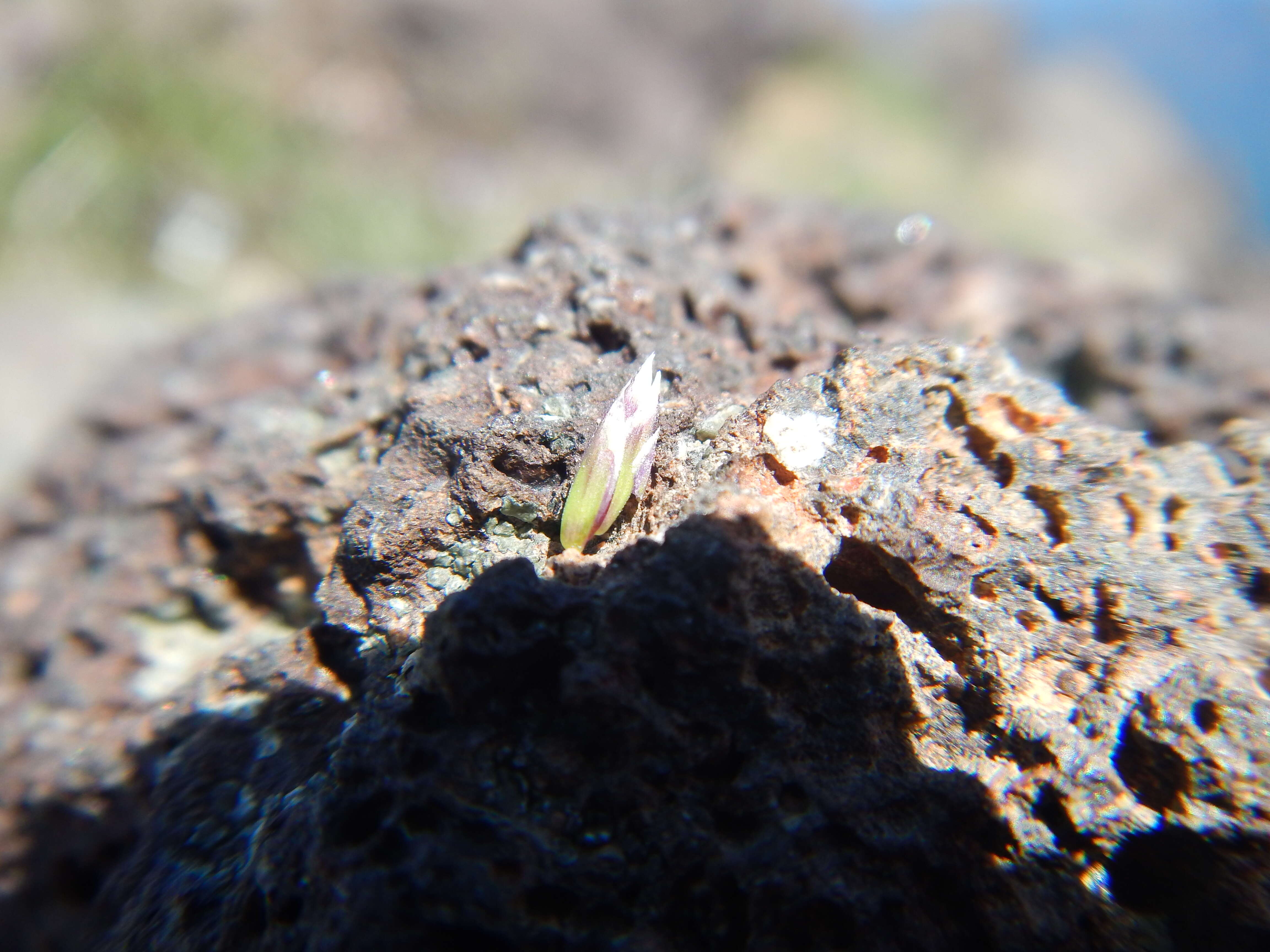 Image de Poa fendleriana (Steud.) Vasey