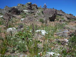 Image de Poa fendleriana (Steud.) Vasey