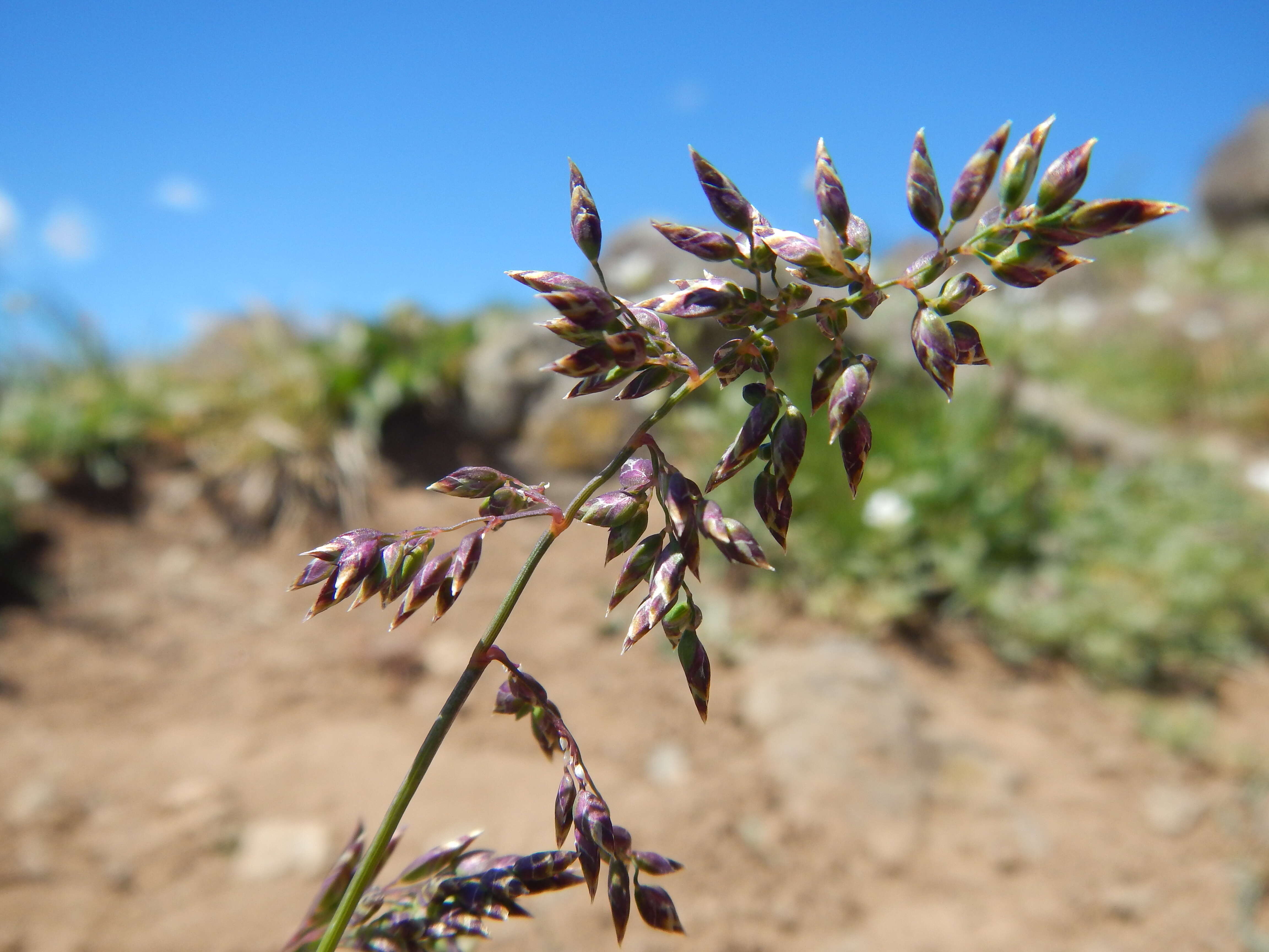 Image of alpine bluegrass