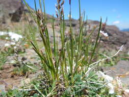 Image de Poa fendleriana (Steud.) Vasey