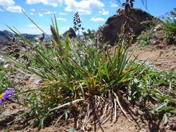 Image of alpine bluegrass