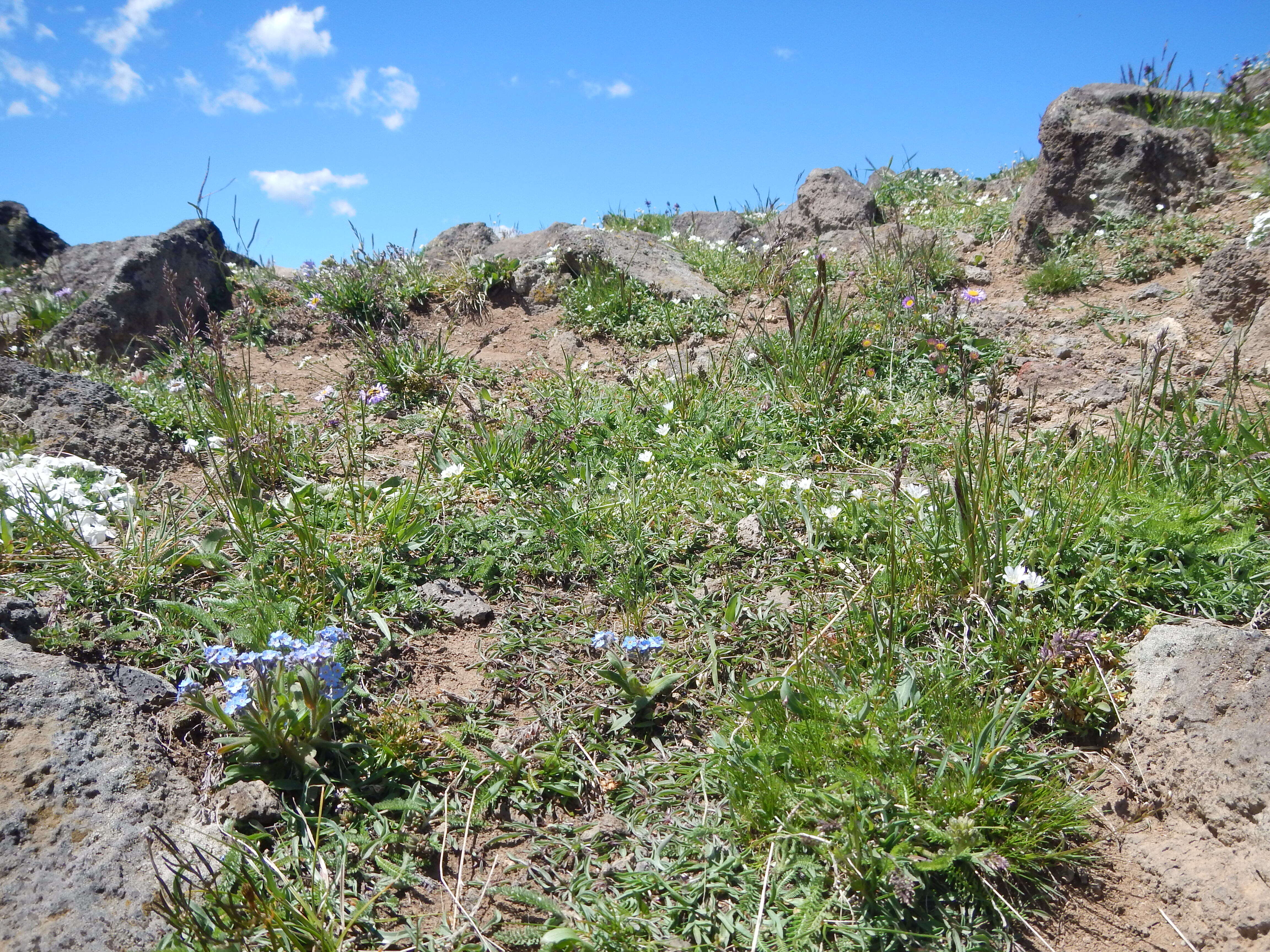 Image of alpine bluegrass