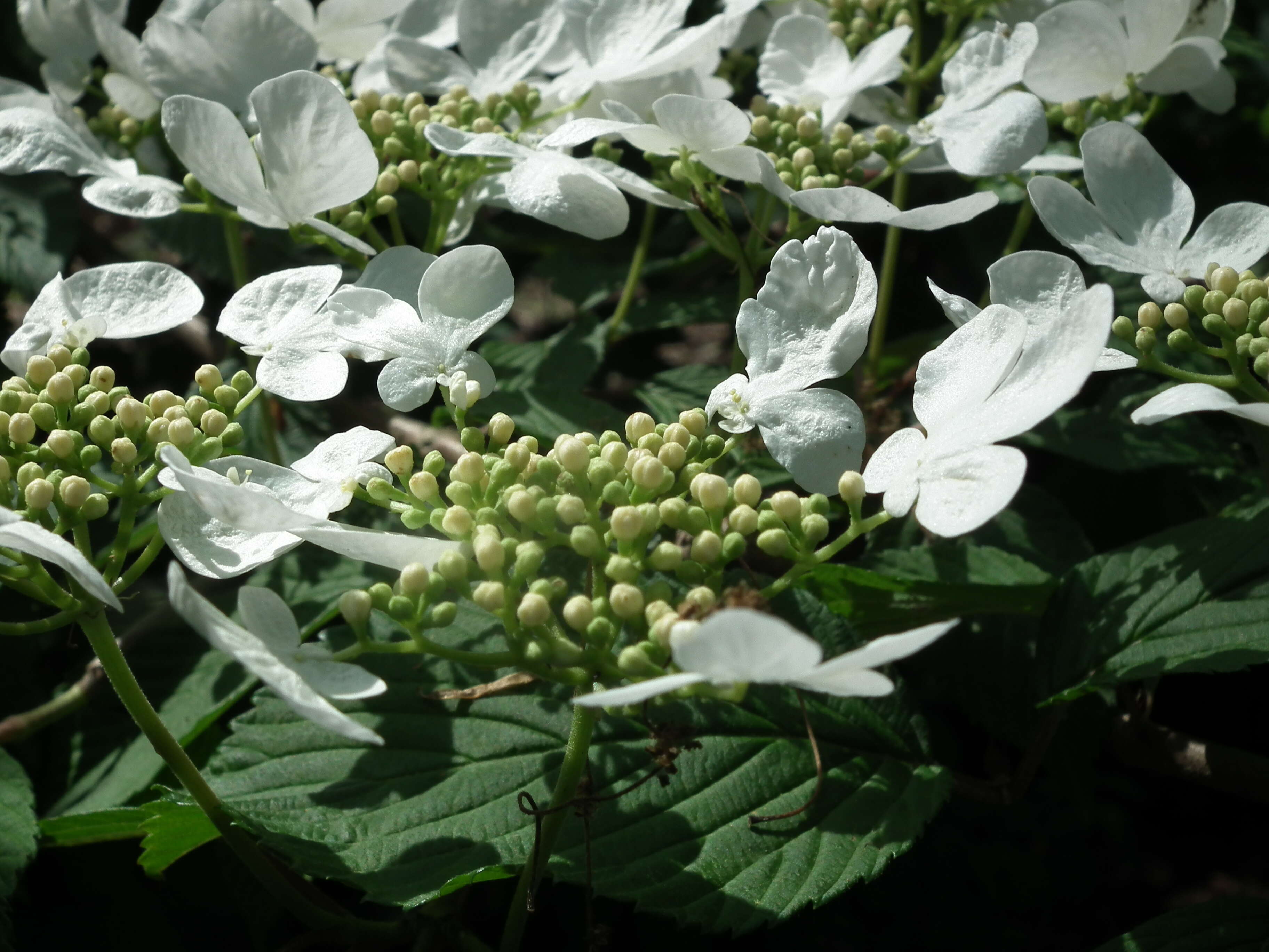 Image of Viburnum odoratissimum Ker-Gawl.