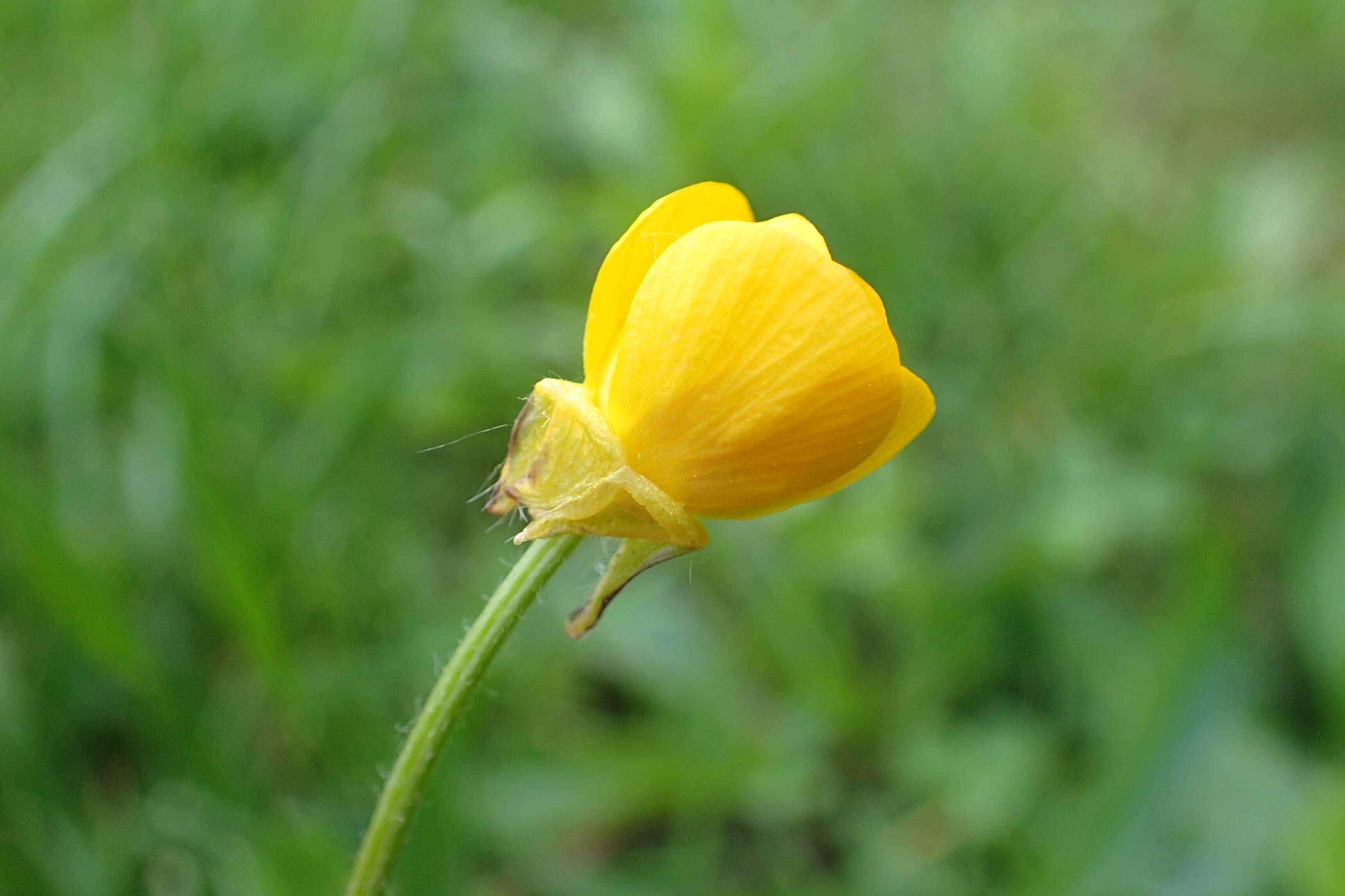 Image of St. Anthony's turnip