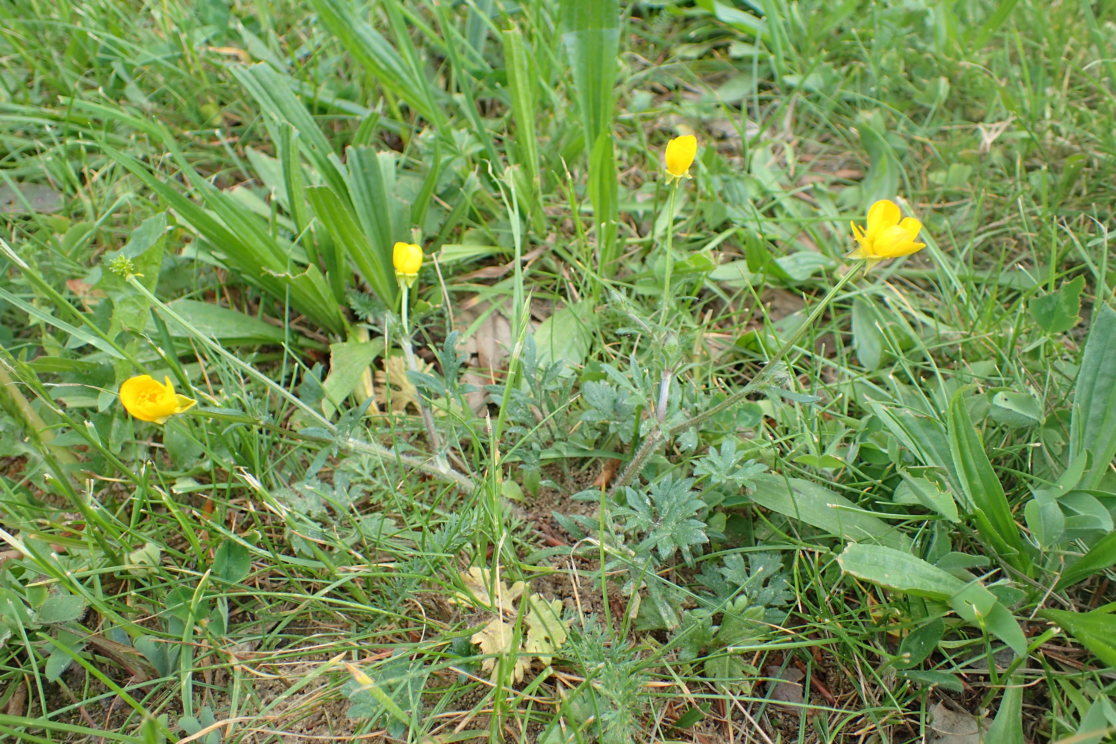 Ranunculus bulbosus L.的圖片