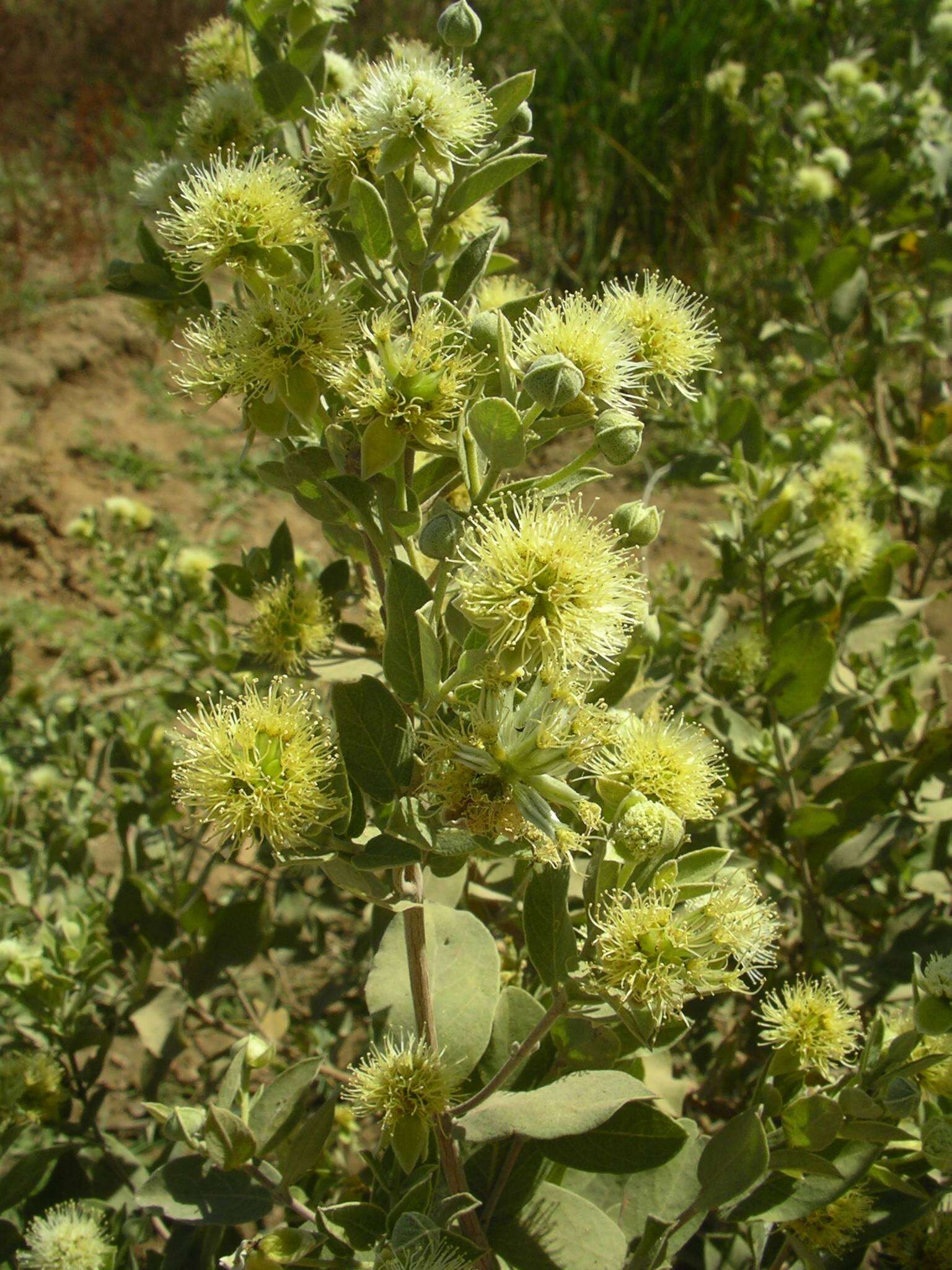 Image of Guiera senegalensis J. F. Gmel.