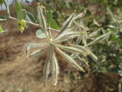 Image of Guiera senegalensis J. F. Gmel.