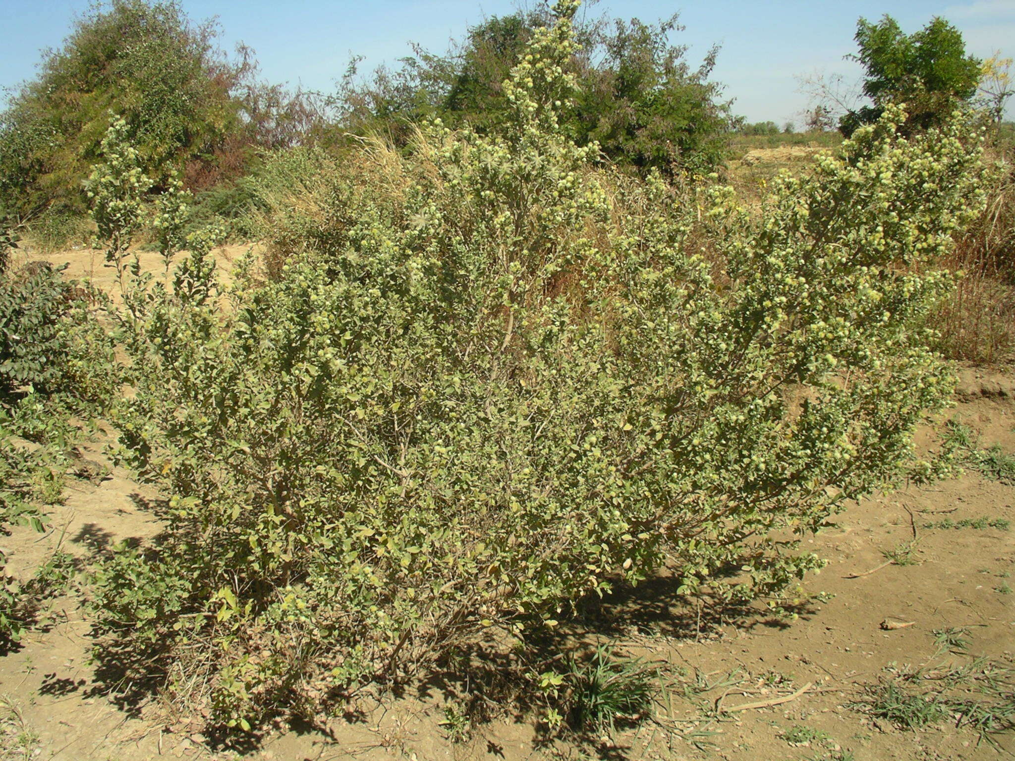 Image of Guiera senegalensis J. F. Gmel.