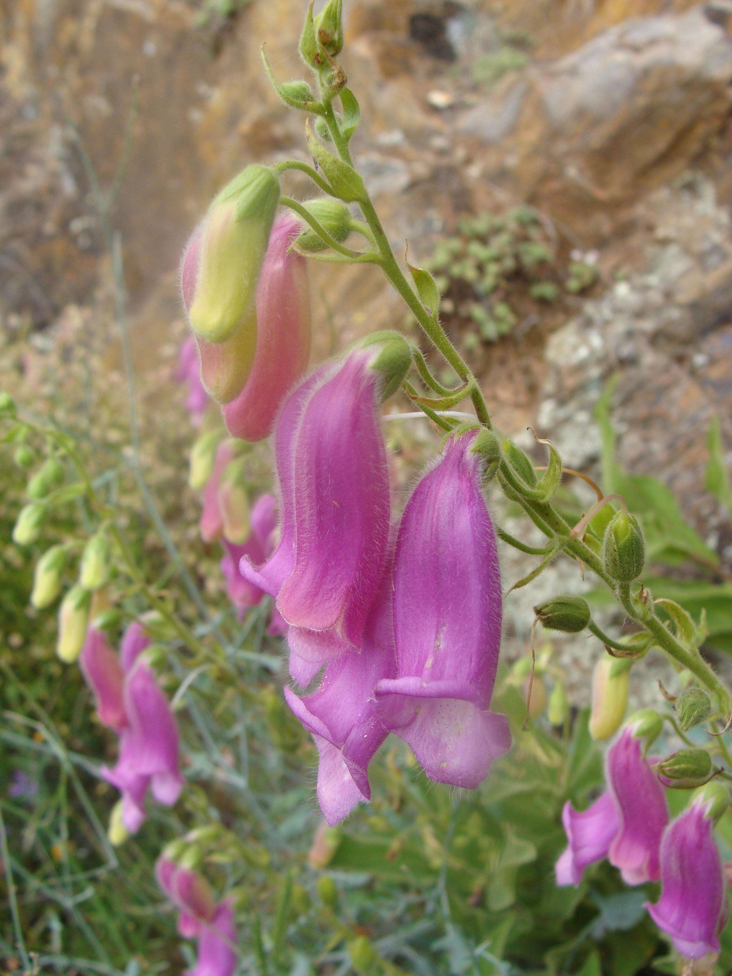 Imagem de Digitalis thapsi L.