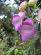 Image of Digitalis thapsi L.