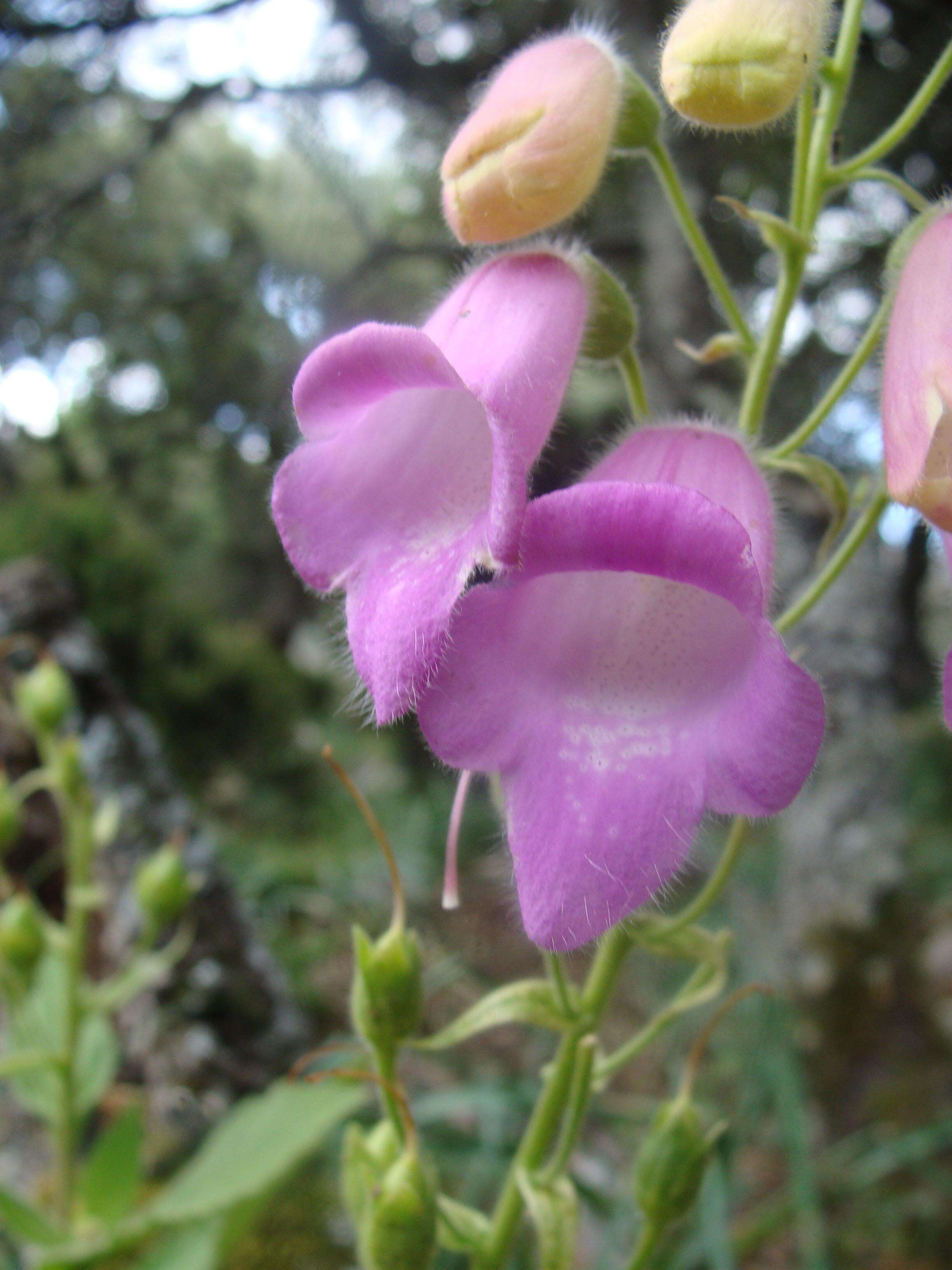 Image of Digitalis thapsi L.