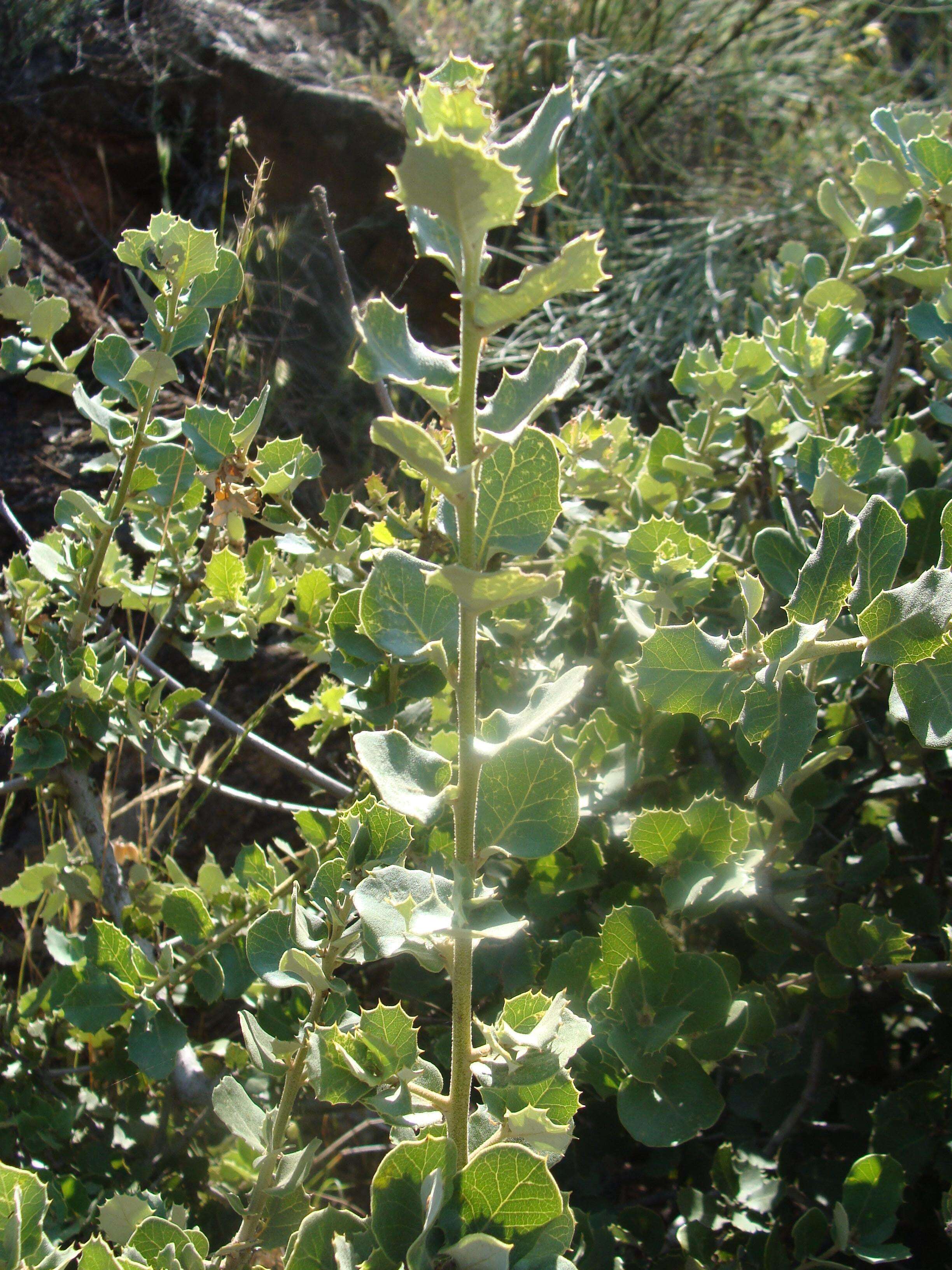 Image of Holm Oak