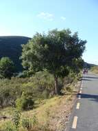 Image of Holm Oak