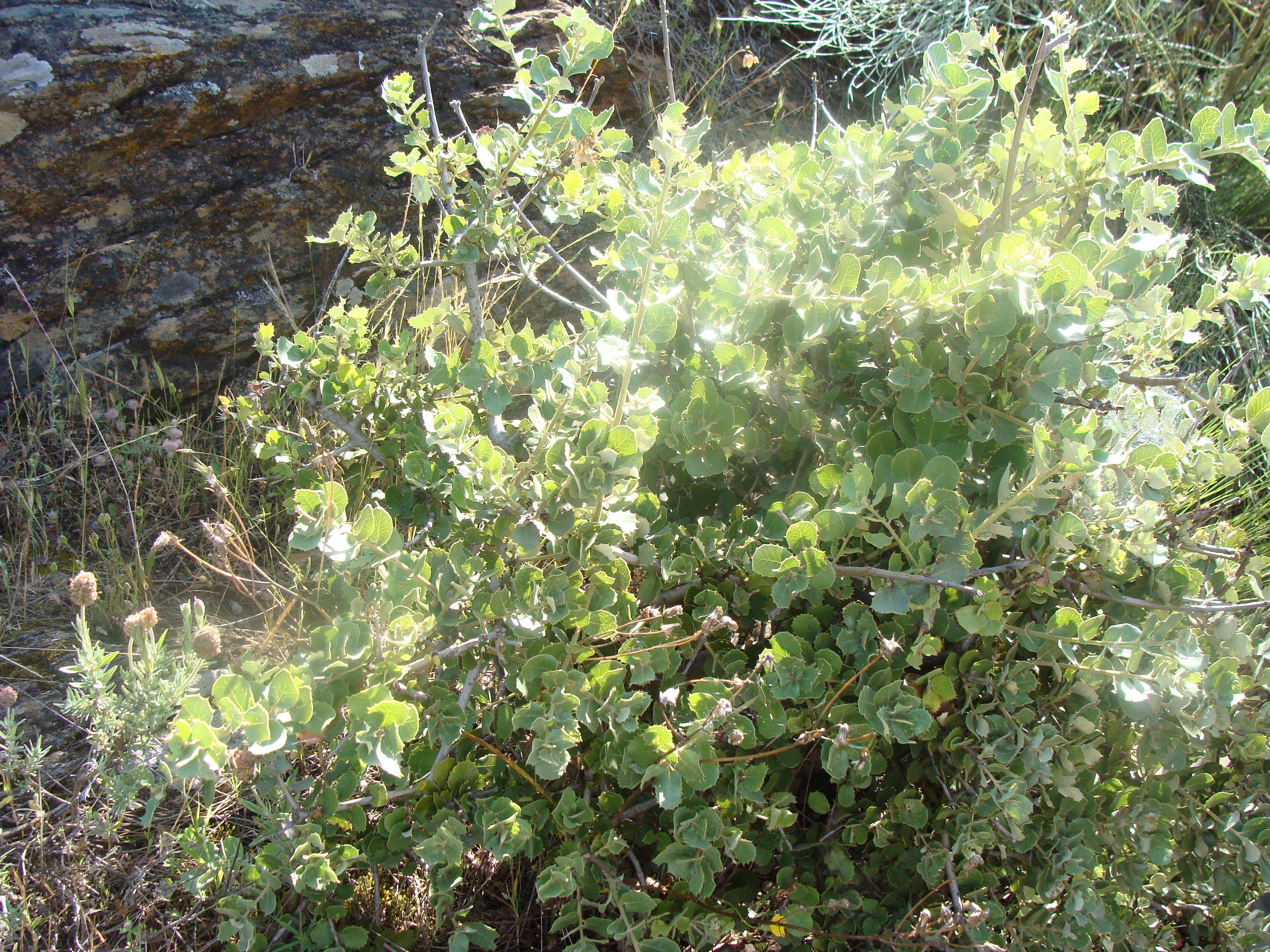 Image of Holm Oak